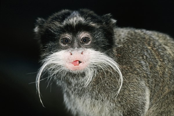 Emperor Tamarin (Saguinus imperator)