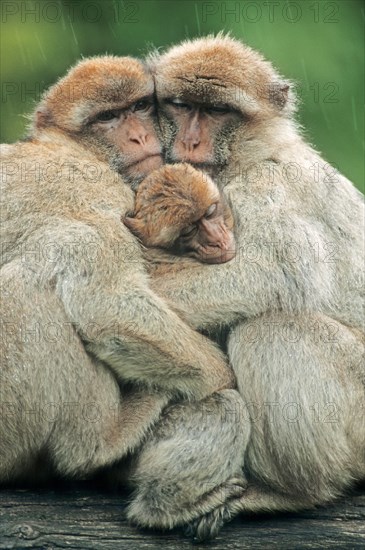 Barbary macaque (Macaca sylvanus)