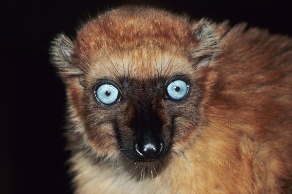 Blue-eyed black lemur (Eulemur flavifrons)