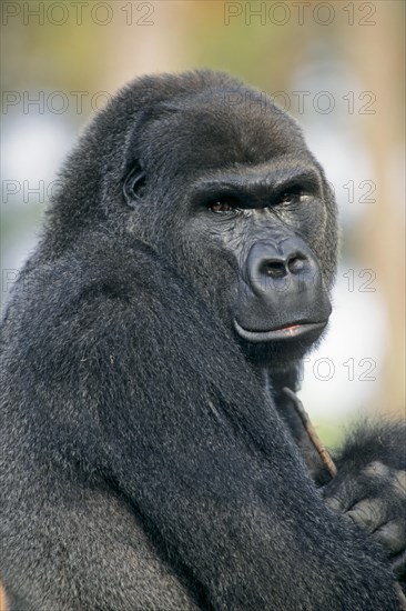 Western Lowland Gorilla (Gorilla gorilla gorilla)