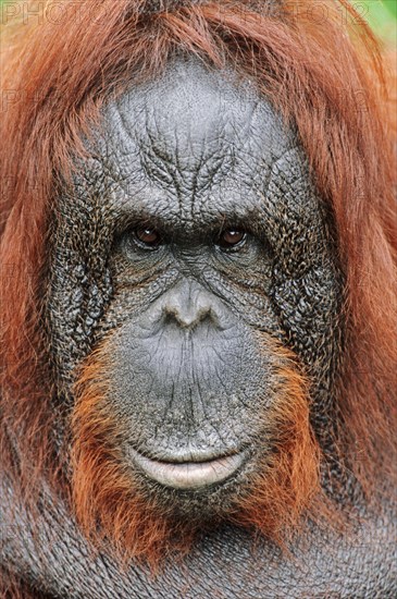 Bornean orangutan (Pongo pygmaeus)