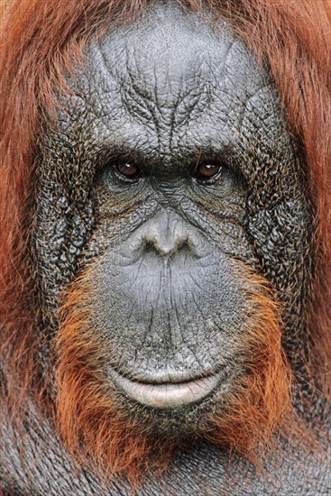 Bornean orangutan (Pongo pygmaeus)