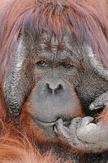 Bornean orangutan (Pongo pygmaeus)