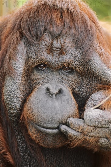 Bornean orangutan (Pongo pygmaeus)