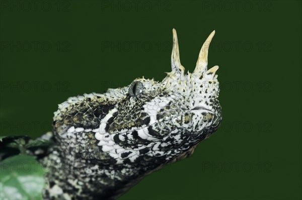 Rhinoceros viper (Bitis nasicornis)