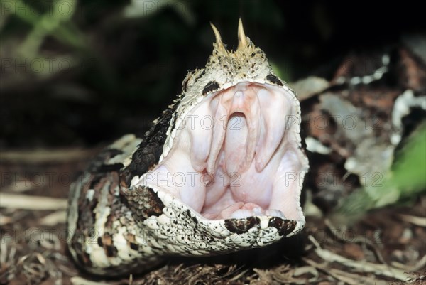 Rhinoceros viper (Bitis nasicornis) with open mouth