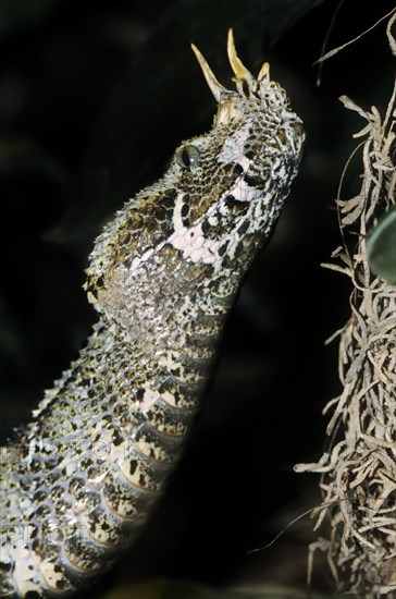 Rhinoceros viper (Bitis nasicornis)