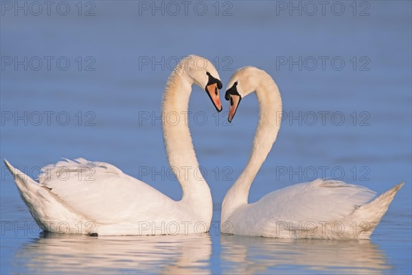 Mute Swans (Cygnus olor)