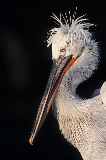 Dalmatian Pelican (Pelecanus crispus)