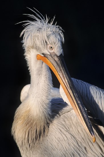 Dalmatian Pelican (Pelecanus crispus)