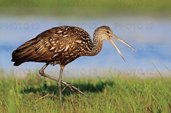 Limpkin (Aramus guarauna pictus)