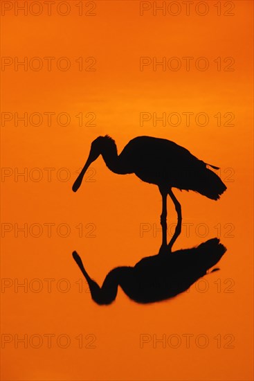 Roseate Spoonbill (Ajaja ajaja) at sunset