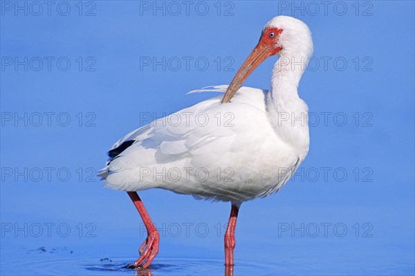 American white ibis (Eudocimus albus)