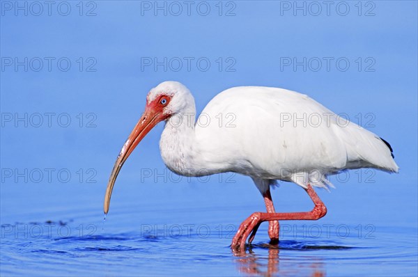American white ibis (Eudocimus albus)