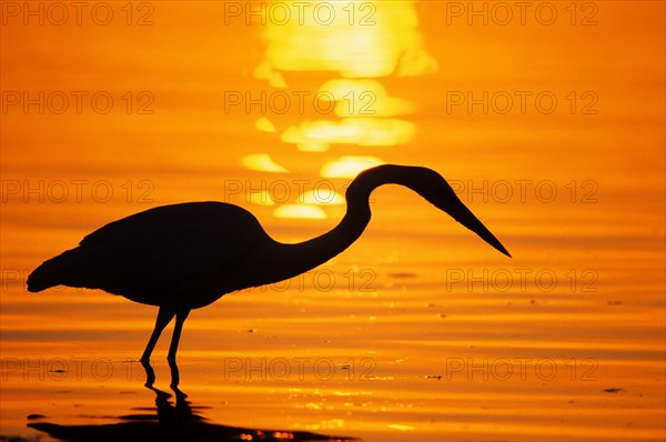 Great blue heron (Ardea herodias) at sunset