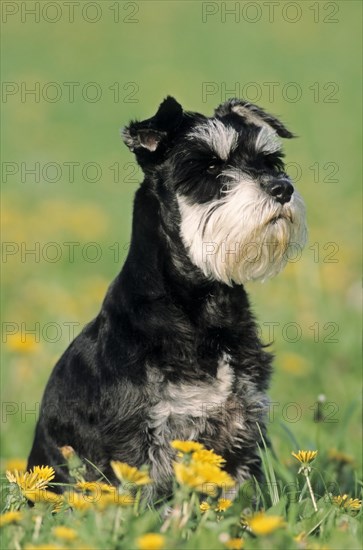 Miniature Schnauzer