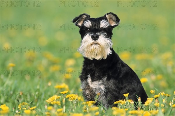 Miniature Schnauzer