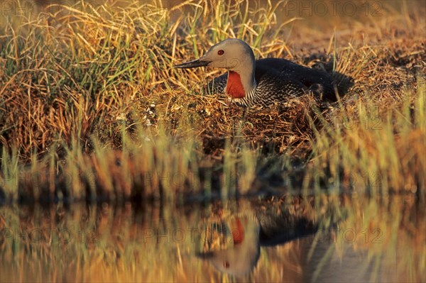 Red-throated loon (Gavia stellata)