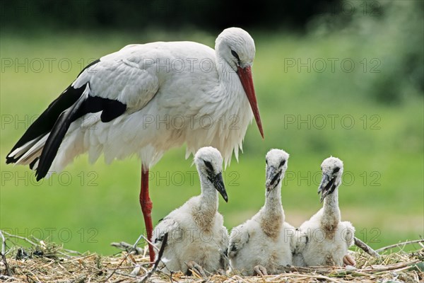 White Stork (Ciconia ciconia)