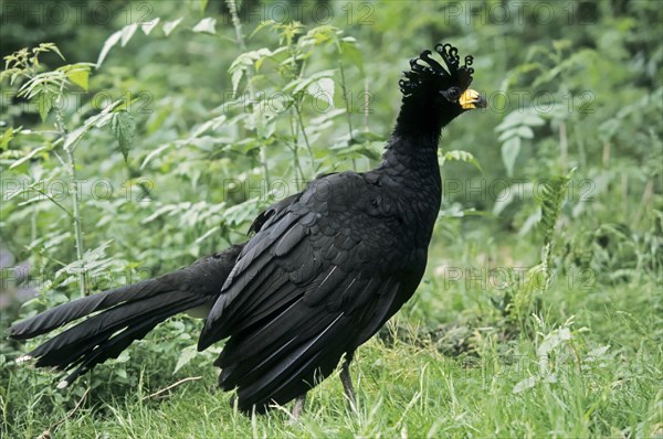 Bare-faced Curassow (Crax fasciolata)