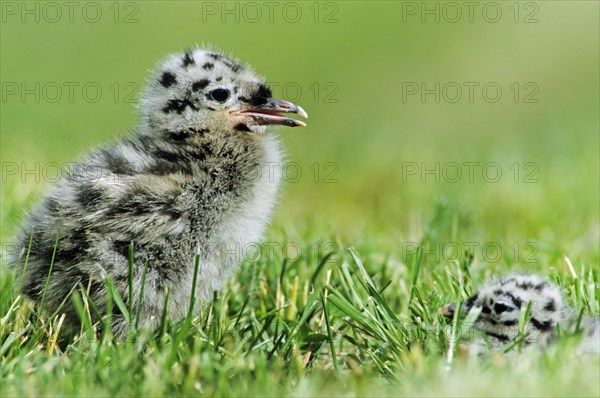 Common Gull or Mew Gull (Larus canus)