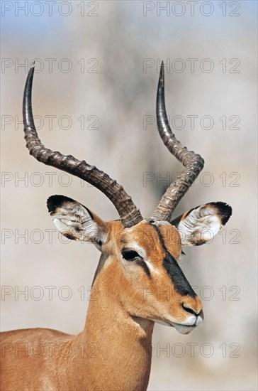 Black-faced Impala (Aepyceros melampus petersi)