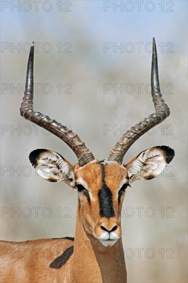 Black-faced Impala (Aepyceros melampus petersi)