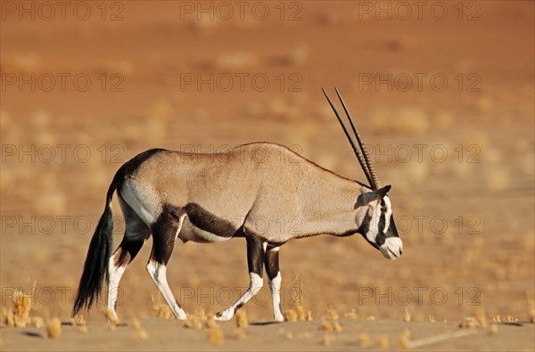 Gemsbok or Gemsbuck (Oryx gazella)