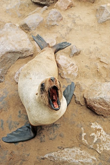 Brown fur seal(Arctocephalus pusillus pusillus)