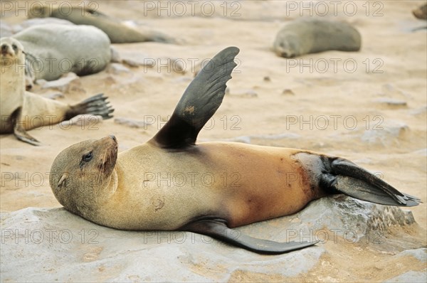 Brown fur seal(Arctocephalus pusillus pusillus)