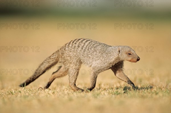 Banded mongoose (Mungos mungo)