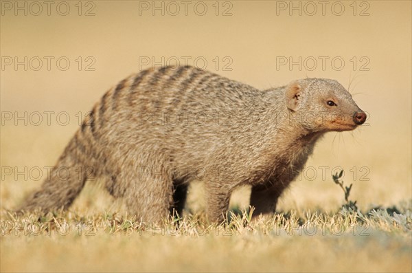 Banded mongoose (Mungos mungo)