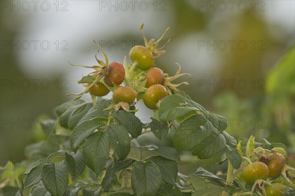 Japanese Rose or Ramanas Rose (Rosa rugosa)