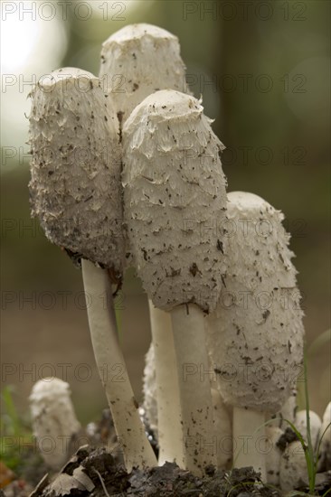 Shaggy Ink Cap