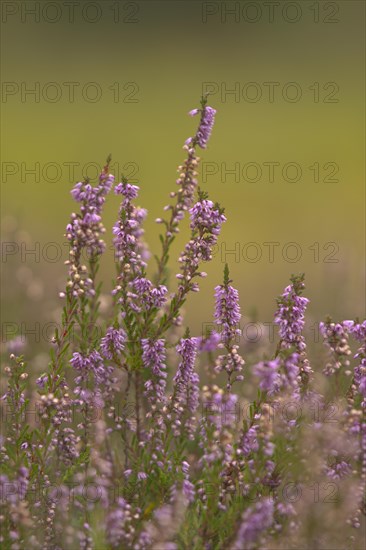 Common Heather or Ling (Calluna vulgaris)