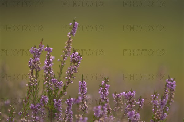 Common Heather or Ling (Calluna vulgaris)