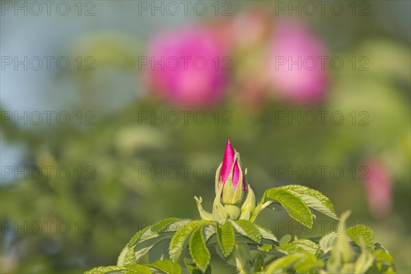 Japanese Rose or Ramanas Rose (Rosa rugosa)