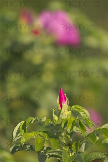 Japanese Rose or Ramanas Rose (Rosa rugosa)