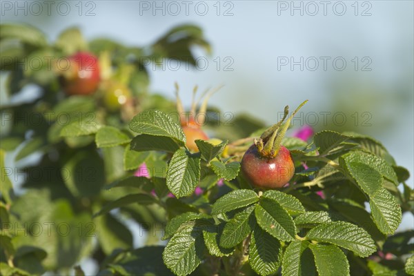 Japanese Rose or Ramanas Rose (Rosa rugosa)