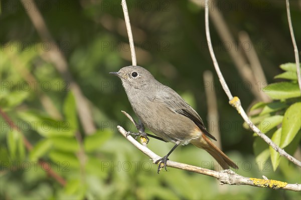 Black Redstart (Phoenicurus ochruros)