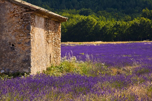 Old stone hut in a blooming field of Lavender (Lavandula angustifolia)