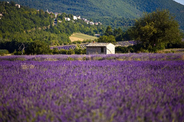 Blooming field of Lavender (Lavandula angustifolia)