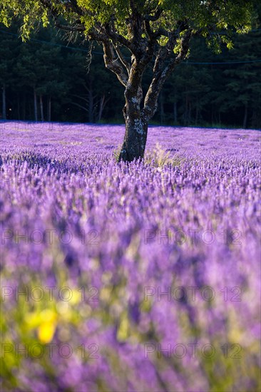 Blooming field of Lavender (Lavandula angustifolia)