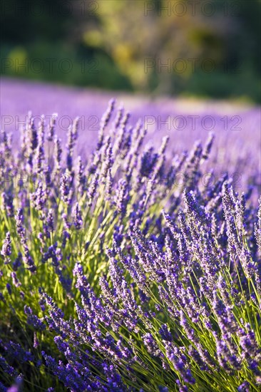 Blooming field of Lavender (Lavandula angustifolia)