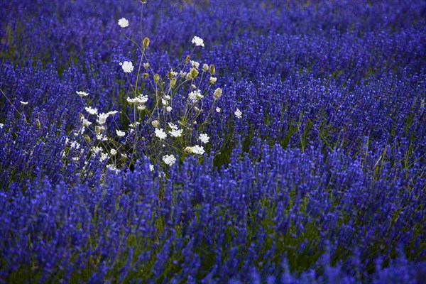 Blooming field of Lavender (Lavandula angustifolia) with crop weeds