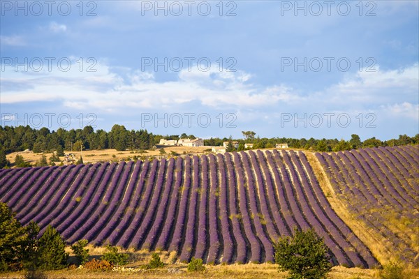 Blooming field of Lavender (Lavandula angustifolia)