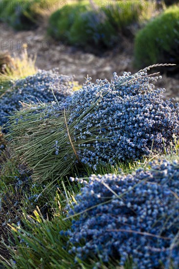 Freshly harvested Lavender (Lavandula angustifolia)