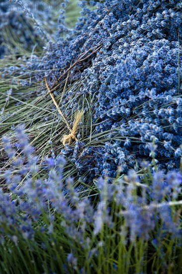 Freshly harvested Lavender (Lavandula angustifolia)