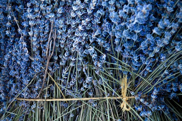 Freshly harvested Lavender (Lavandula angustifolia)