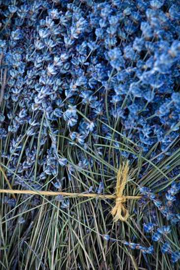 Freshly harvested Lavender (Lavandula angustifolia)